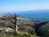 05. Miletin bor, izgoren, pa smo tek na povratku shvatili da je to on